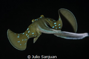 Blue spotted stingray by Julio Sanjuan 